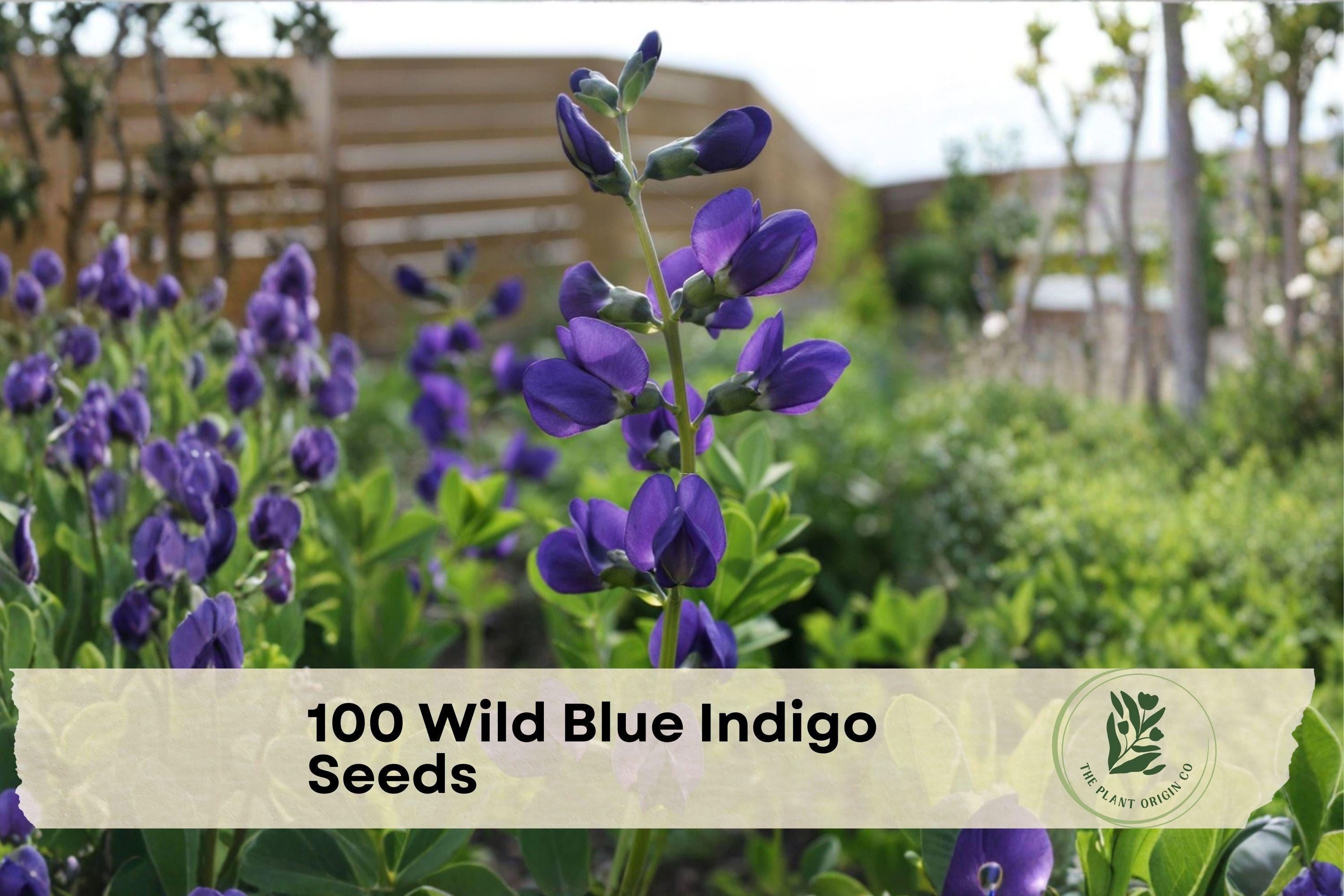 Wild Blue Indigo Seeds - Native Baptisia australis Perennial with Indigo Blue Flowers for Borders & Pollinator Gardens
