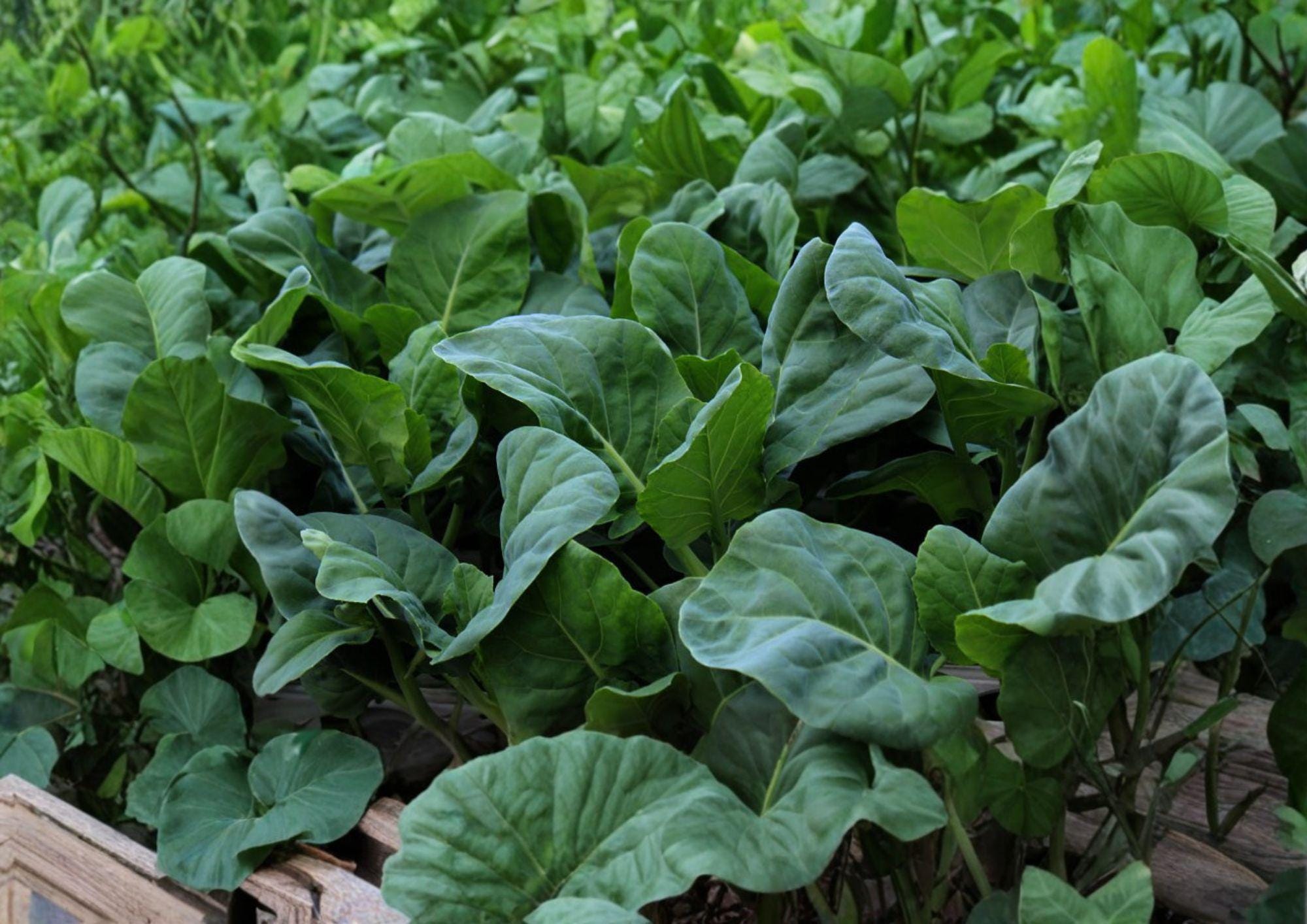 Wan Shen Kailan Seeds - Chinese Broccoli, Tender Stems, 300 Seeds, Asian Greens, Cool-Season Vegetable, Edible Stems and Leaves