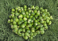 Long Island Improved Brussels Sprouts Seeds – Heirloom, Cold-Hardy, Compact, 500 Seeds
