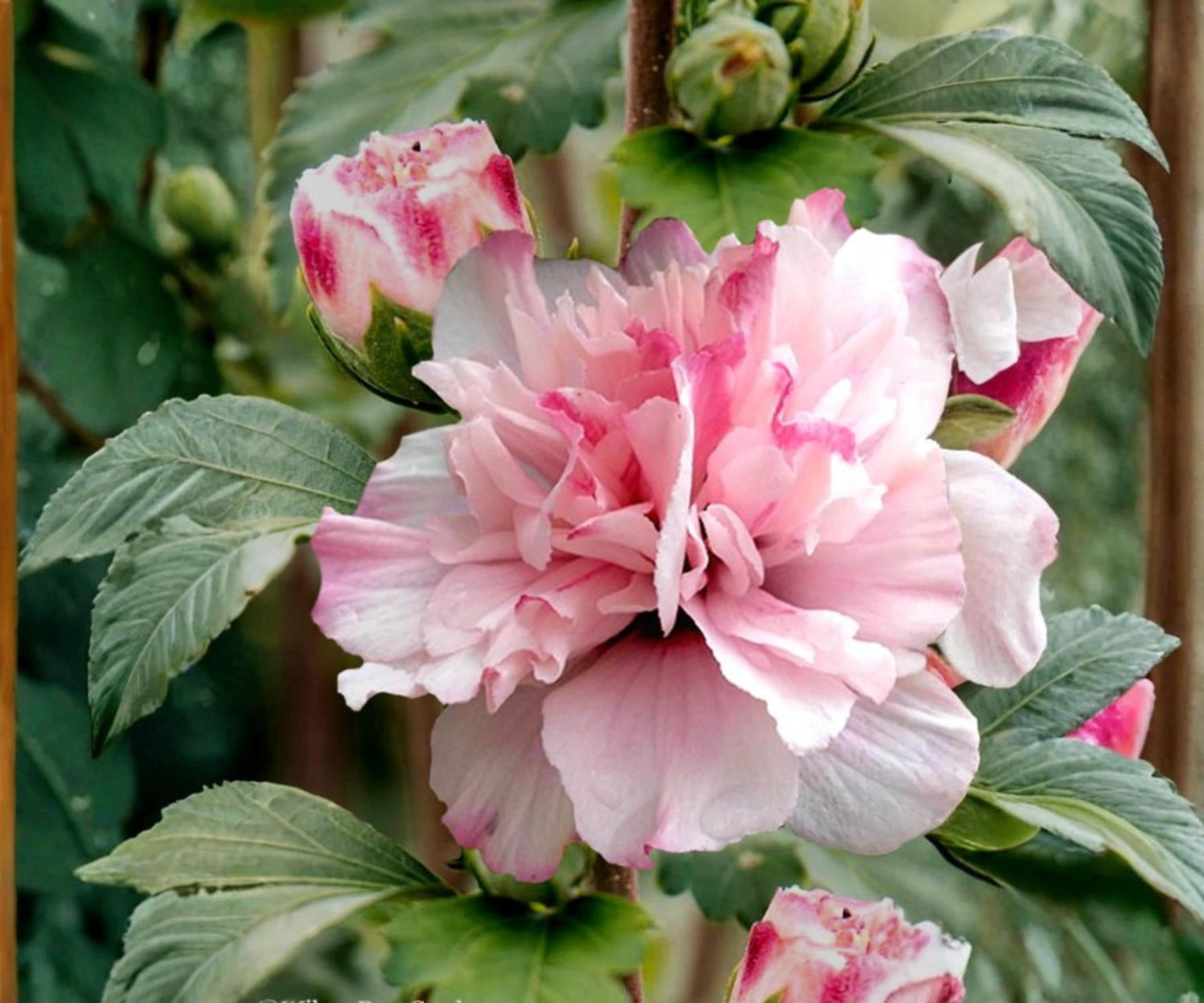 Double Pink Rose of Sharon Live Plant – Hibiscus syriacus, 1/2-1 ft, Double Pink Blooms, Ornamental Shrub for Garden & Landscape