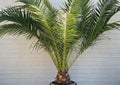 Phoenix Canariensis Seeds – Canary Date Palm, Tropical Ornamental Tree, Exotic Palm, Indoor & Garden Cultivation