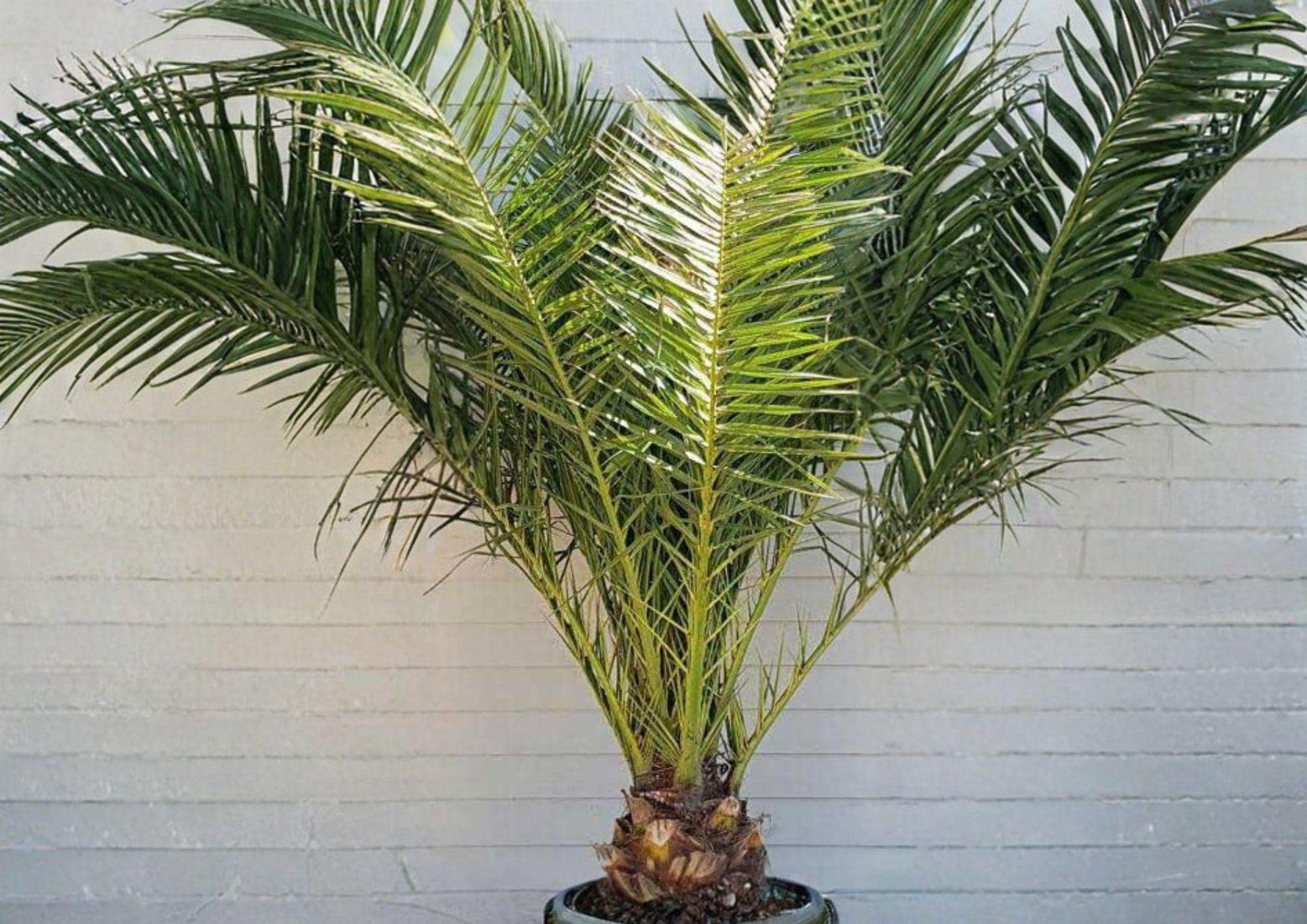 Phoenix Canariensis Seeds – Canary Date Palm, Tropical Ornamental Tree, Exotic Palm, Indoor & Garden Cultivation