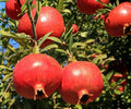 Pomegranate Fruit Tree Seedling – Punica granatum ‘Wonderful’ – Live Plant, Edible & Ornamental, 1 ft