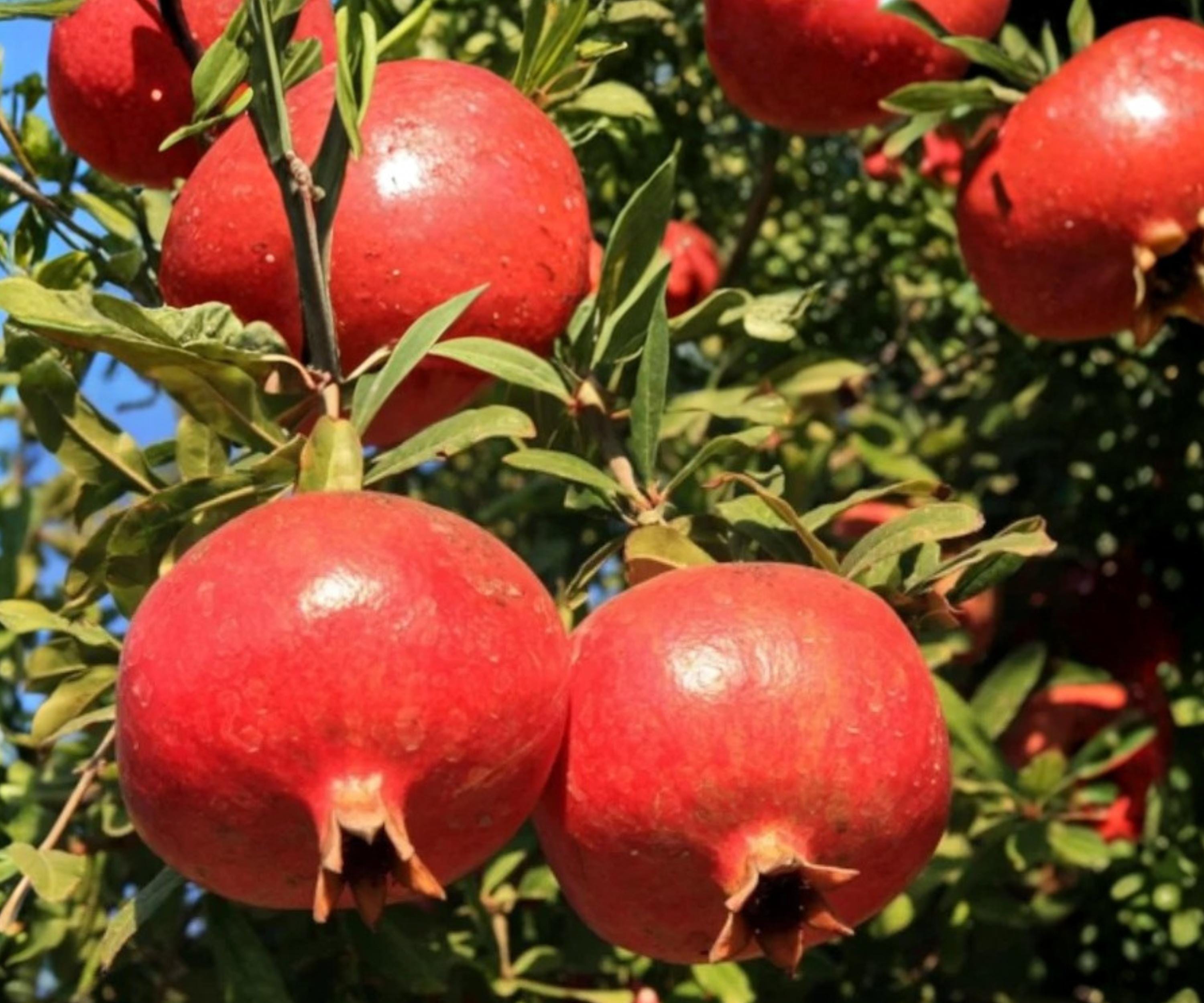 Pomegranate Fruit Tree Seedling – Punica granatum ‘Wonderful’ – Live Plant, Edible & Ornamental, 1 ft