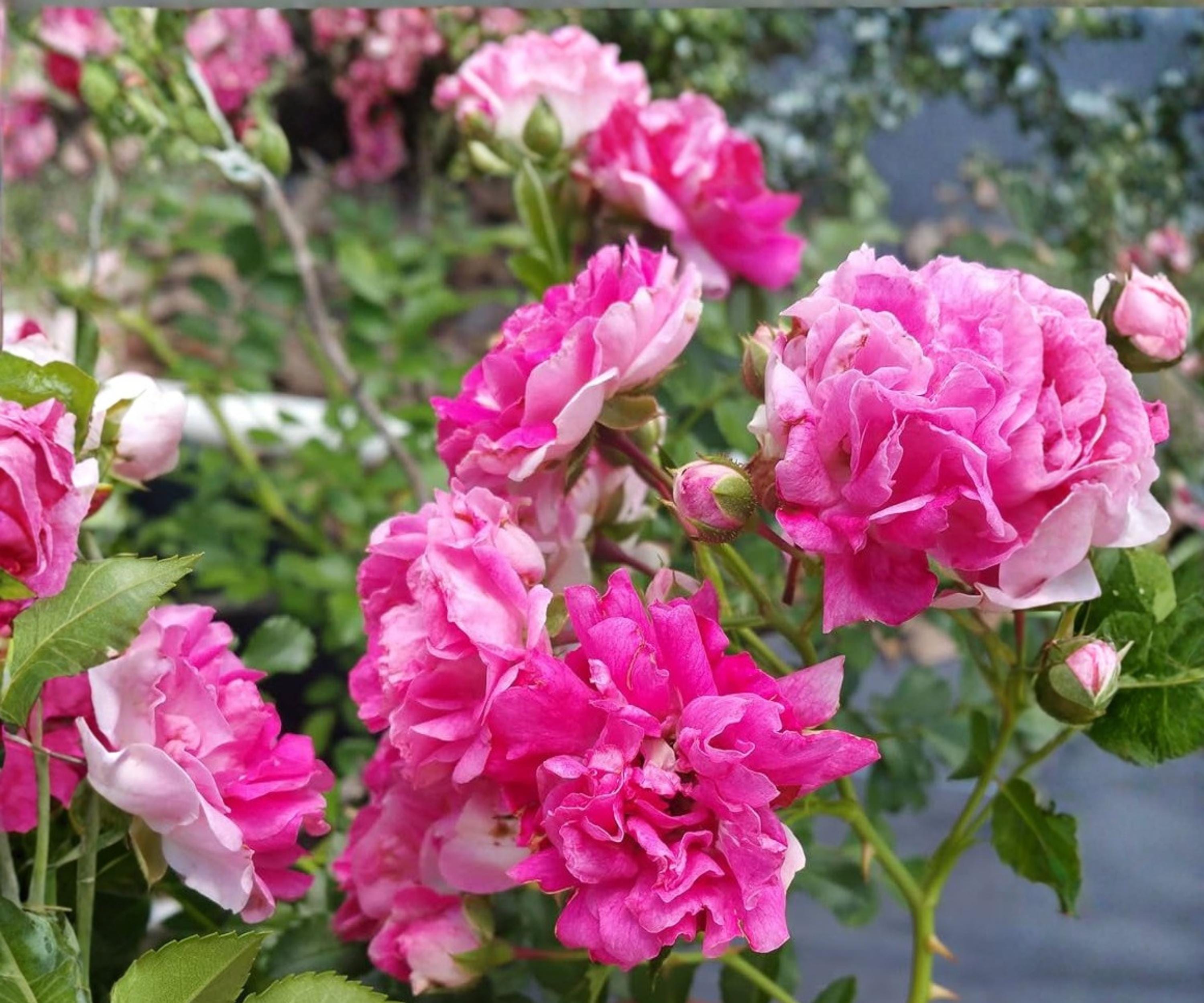 Seven Sisters Pink Climbing Rose Live Plant | Heirloom Rambler with Fragrant Clusters | USDA Zones 4-9
