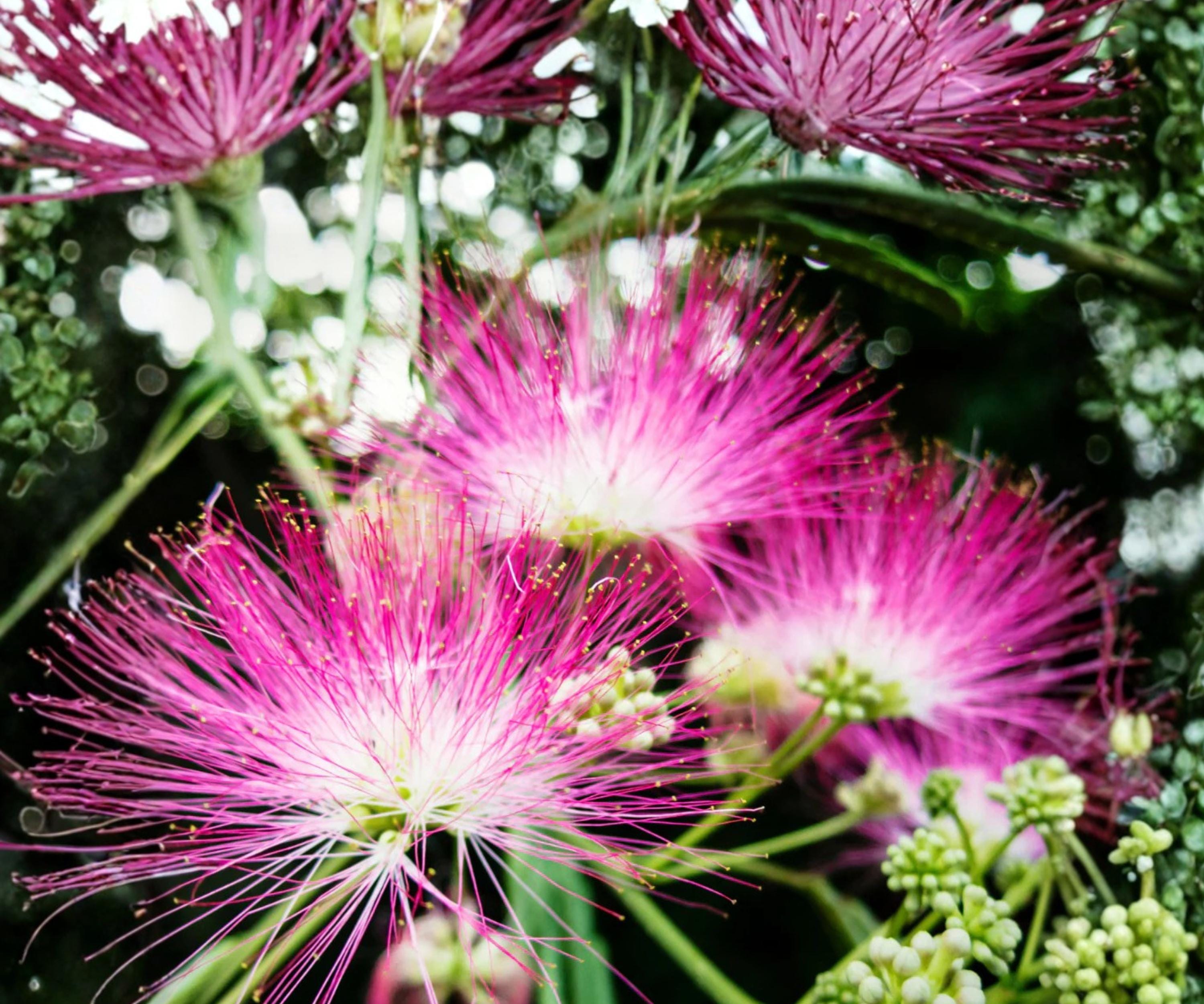 Silk Mimosa - 2 Live 6" Plants - Pink Powder Puff Tree - Albizia julibrissin Ornamental Flowering Tree