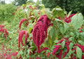 Love Lies Bleeding Seeds – 100 Count, Red Trailing Flower Tassels, Ornamental Annual, Amaranthus caudatus