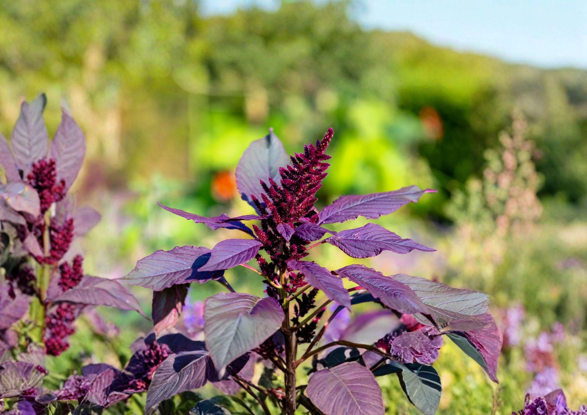 Red Garnet Amaranth Seeds – Ornamental Annual for Borders, Beds & Containers – Amaranthus tricolor