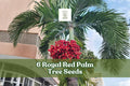 6 Royal Palm Tree Seeds – Roystonea regia Tropical Palm for Landscaping & Garden Planting