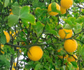 Flying Dragon Citrus Seedlings - Poncirus trifoliata Hardy Orange - Contorted Branches, Cold Hardy Citrus Tree, Bare Root Plants
