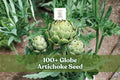100+ Globe Artichoke Seeds – Cynara scolymus Perennial Vegetable for Garden & Containers