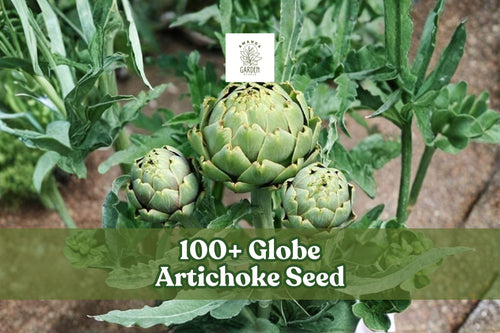 100+ Globe Artichoke Seeds – Cynara scolymus Perennial Vegetable for Garden & Containers