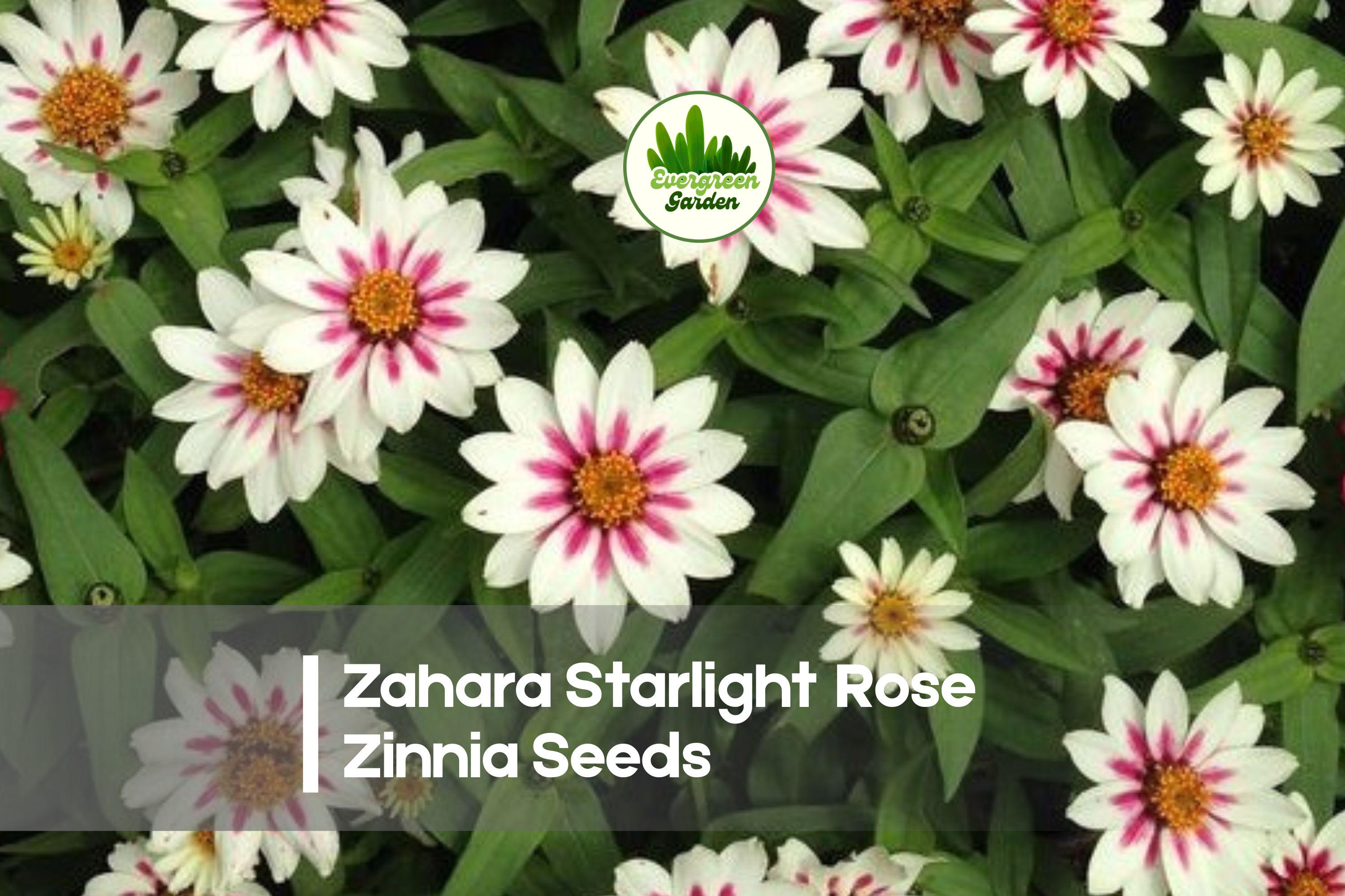 Zinnia Seeds Zahara Starlight Rose Bi-Color White & Pink Flower, Zinnia marylandica, 100 Seeds