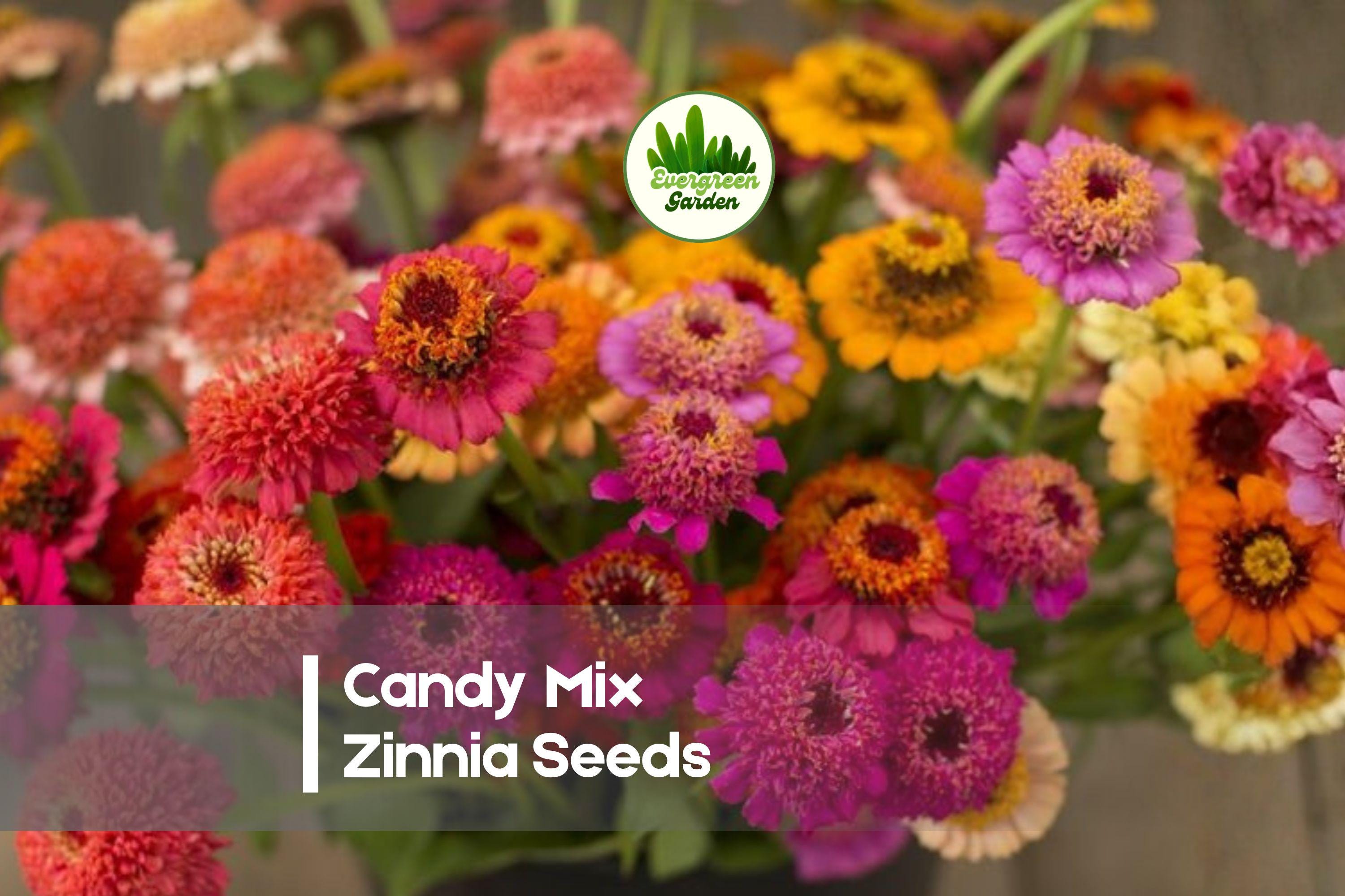 100 Candy Mix Zinnia Seeds, Bright Multi-Color Blooms, Zinnia elegans, Summer Flower Garden, Cut-Flower, Pollinator Friendly