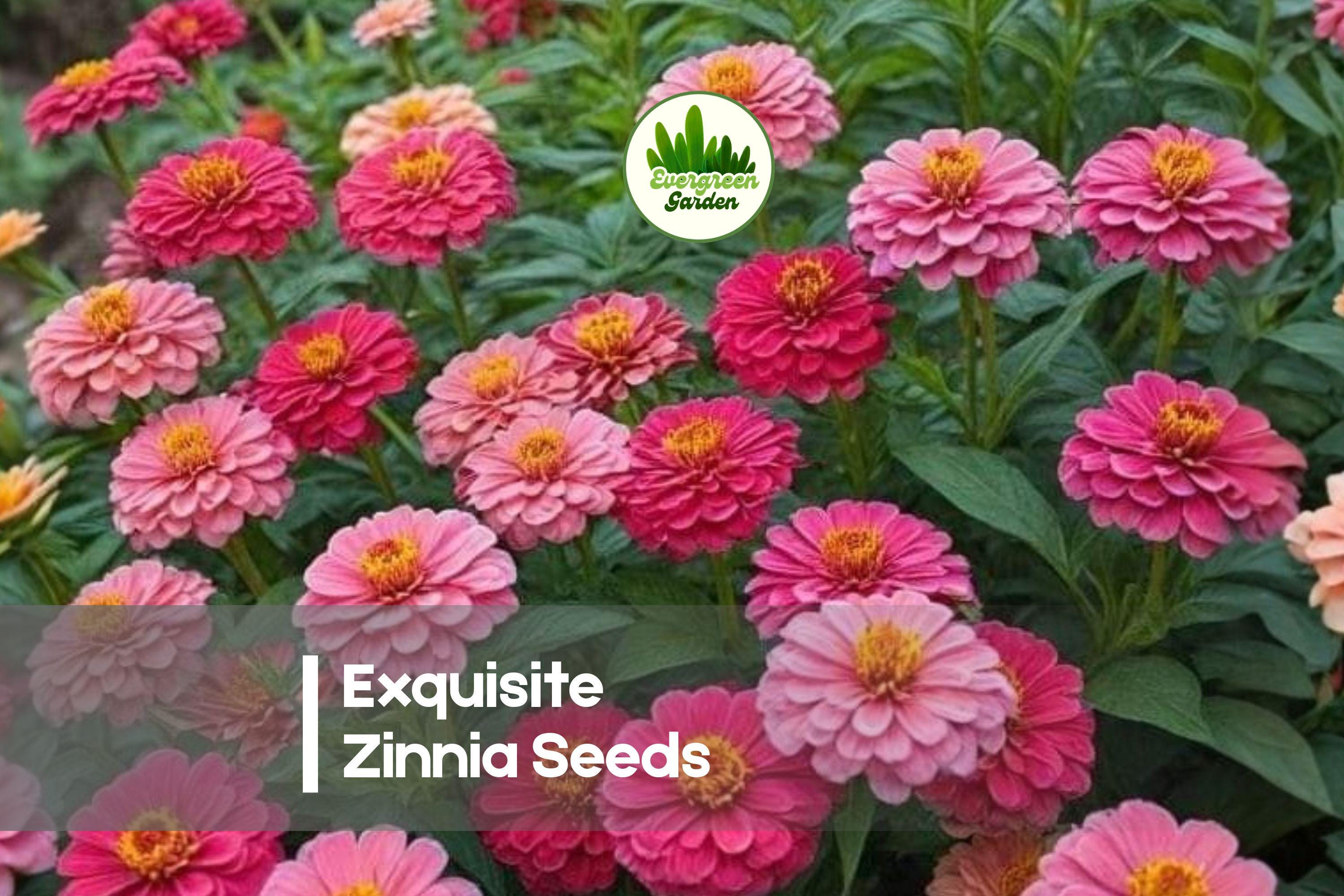 Exquisite Zinnia Seeds – Soft Peach Blooms, 100+ Seeds for Cutting Gardens, Borders & Pollinator Gardens, Zinnia elegans