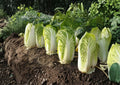 Kogane Chinese Cabbage Seeds, Napa Type, Heirloom Asian Vegetable for Salads, Kimchi & Stir-Fries, 150 Seeds