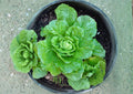 Matsushima Chinese Cabbage Seeds - 300 Napa Type Brassica rapa Pekinensis for Home Garden, Cool-Season Asian Vegetable