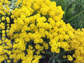 Basket of Gold Alyssum Seeds – Heirloom Non-GMO Flower Seeds for Rock Gardens & Borders (100 Seeds)