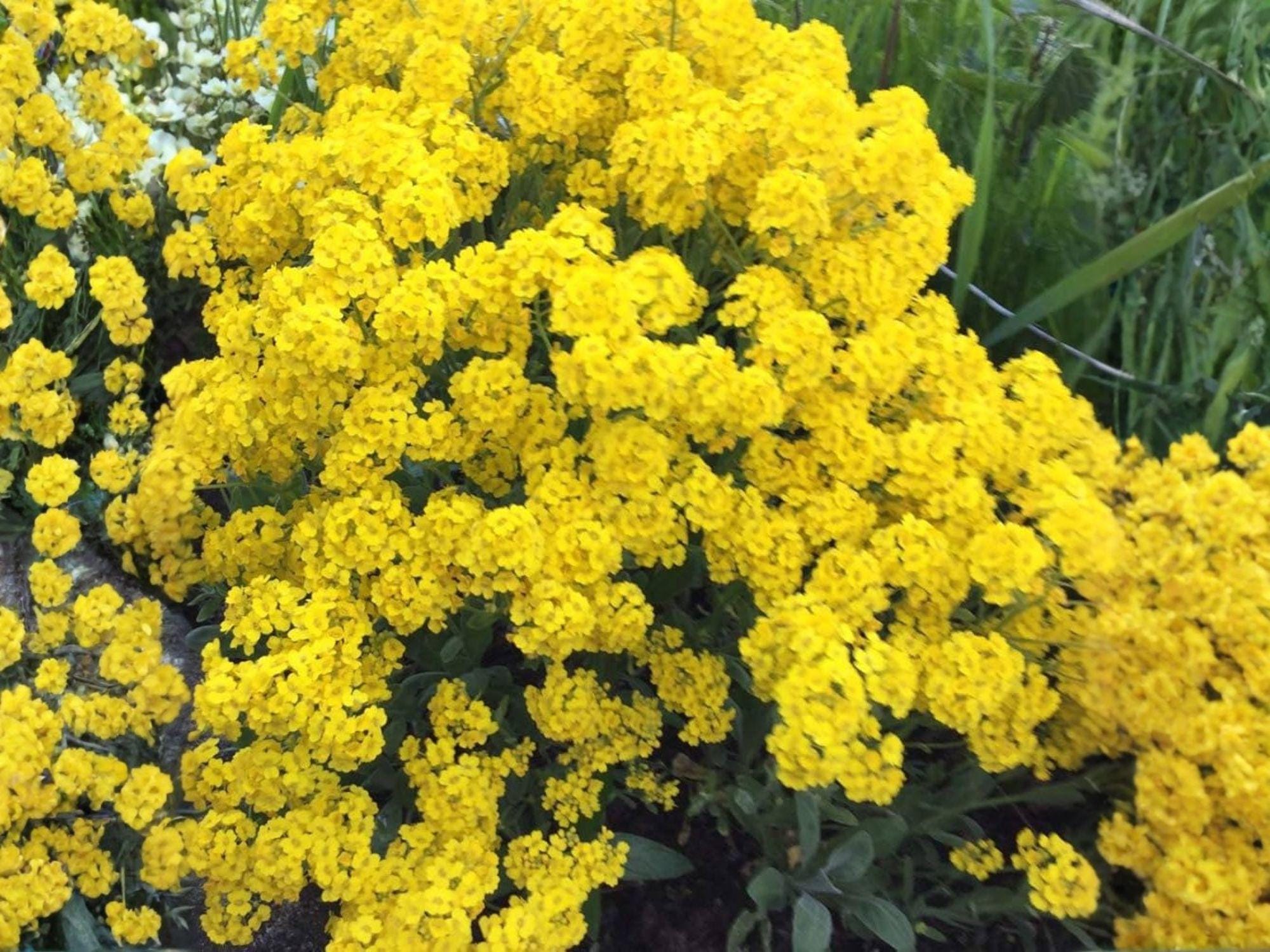 Basket of Gold Alyssum Seeds – Heirloom Non-GMO Flower Seeds for Rock Gardens & Borders (100 Seeds)