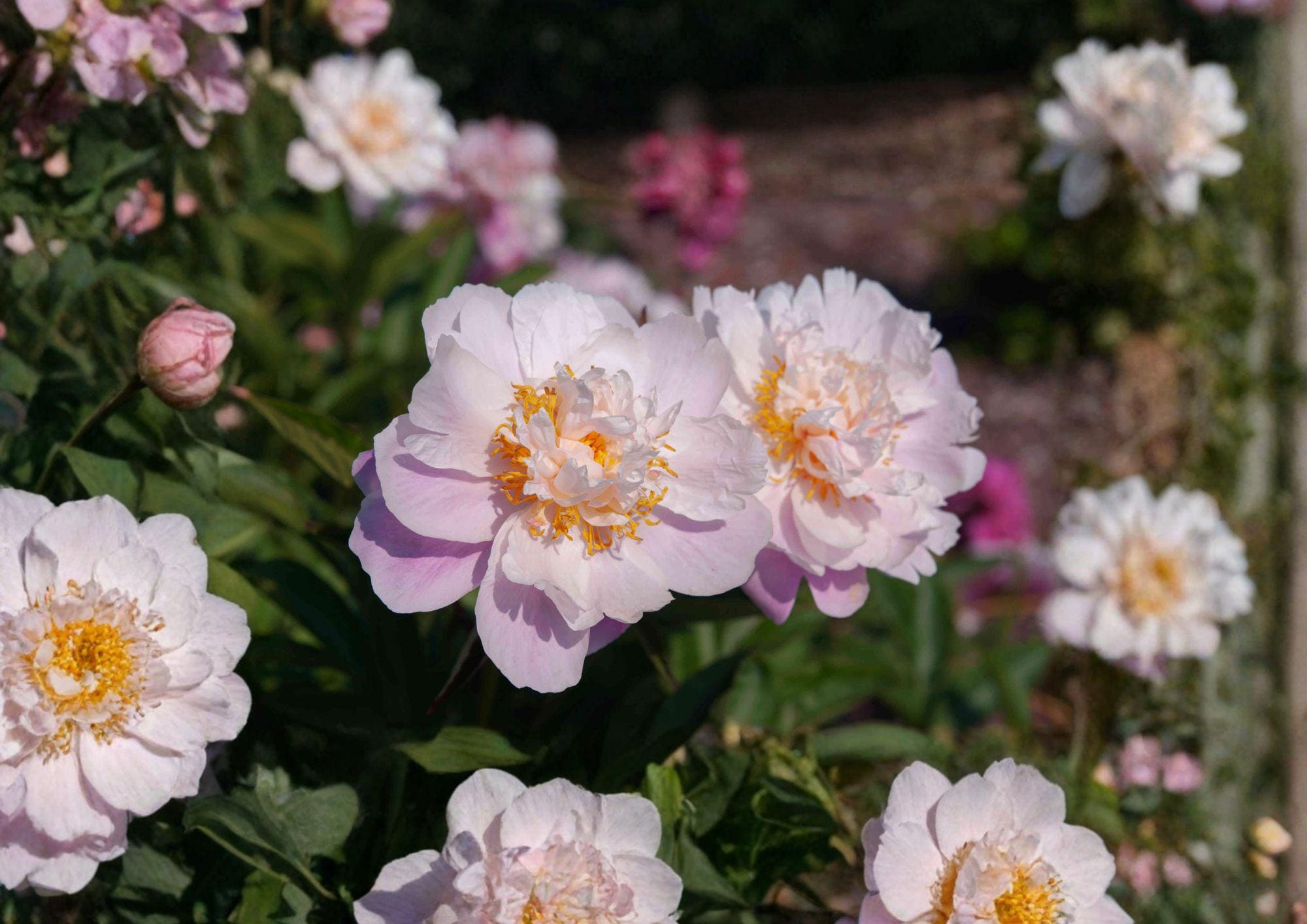 Paeonia Lactiflora Seeds – Fragrant Chinese Peony for Cottage Gardens – Ornamental Perennial Flower Seeds
