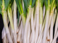 Tokyo Long Bunching Onion Seeds – Non-GMO Green Onion Variety Allium Fistulosum, Slender Stalks for Scallions & Cooking