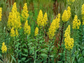 Showy Goldenrod Seeds (100) – Solidago speciosa – Native Perennial Wildflower for Pollinator Gardens