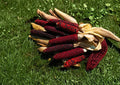 Bloody Butcher Corn Seeds – 50 Heirloom Red Field Corn for Grain, Flour, and Decorative Displays (Zea mays)