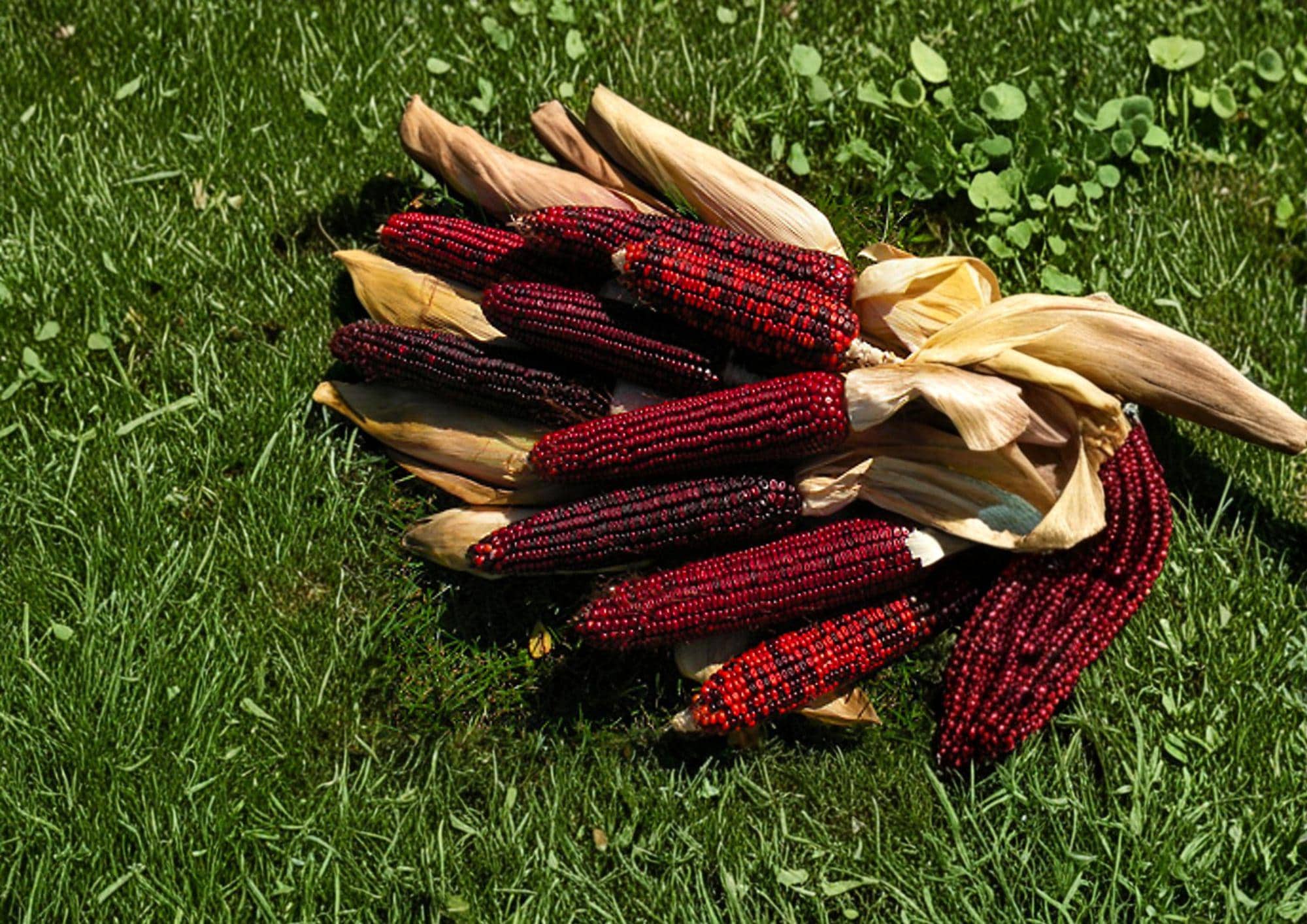 Bloody Butcher Corn Seeds – 50 Heirloom Red Field Corn for Grain, Flour, and Decorative Displays (Zea mays)