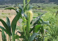 Japanese Hulless White Popcorn Seeds – Heirloom Baby Corn, 50 Seeds, Tender Hulless Kernels, Open-Pollinated, Gourmet Snack, Summer Crop