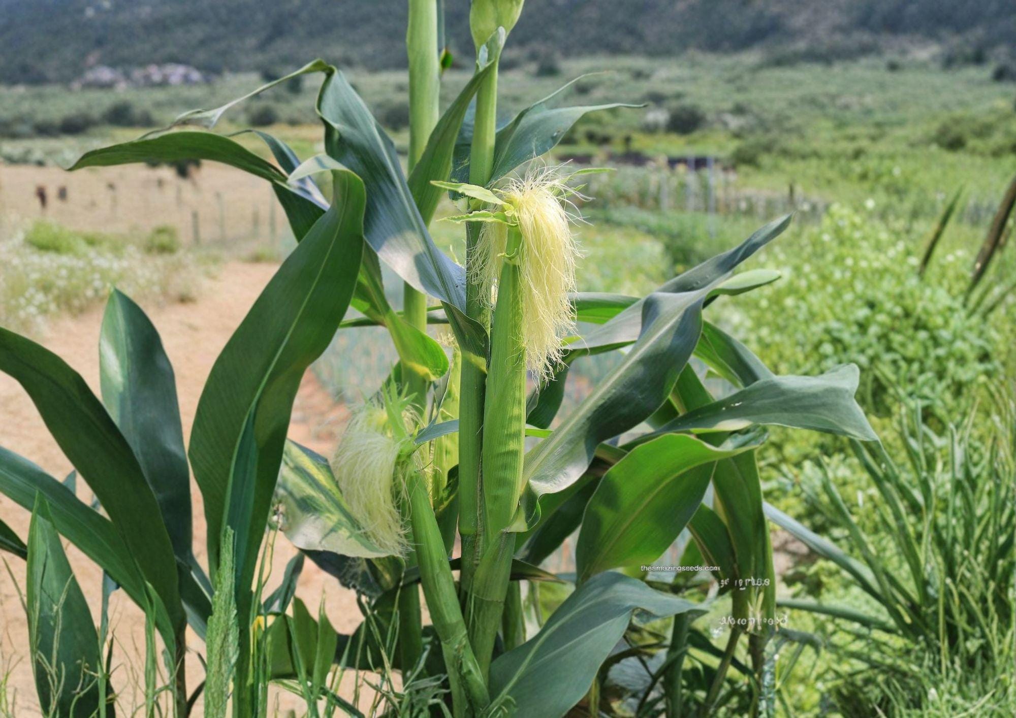 Japanese Hulless White Popcorn Seeds – Heirloom Baby Corn, 50 Seeds, Tender Hulless Kernels, Open-Pollinated, Gourmet Snack, Summer Crop