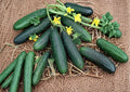 Spacemaster Cucumber Seeds – Compact Bush Variety for Small Gardens & Containers – Slicing Cucumbers, Scientific Name: Cucumis sativus