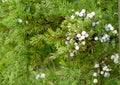 Common Juniper Seeds – Hardy Evergreen Conifer with Aromatic Blue Berries – Juniperus communis, Drought Tolerant, Ornamental & Landscape