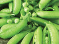 Sugar Snap Pea Seeds – Edible Pod Climbing Garden Variety, Non-GMO, 50 Seeds, Peas (Pisum sativum)
