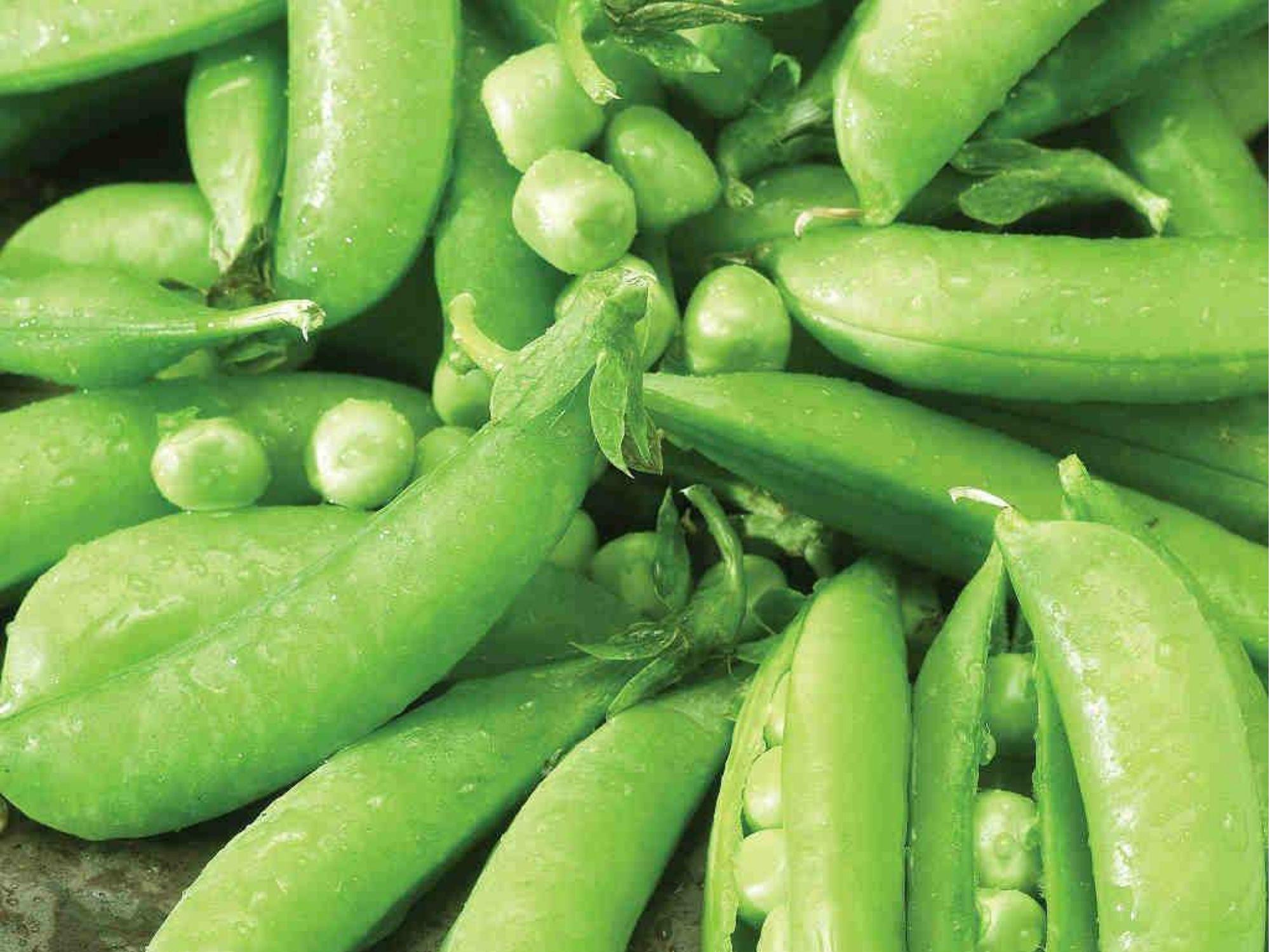 Sugar Snap Pea Seeds – Edible Pod Climbing Garden Variety, Non-GMO, 50 Seeds, Peas (Pisum sativum)