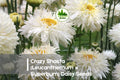 Crazy Shasta Daisy Seeds, 200+ White Frilly Blooms, Perennial Leucanthemum x superbum for Borders & Cut Flowers