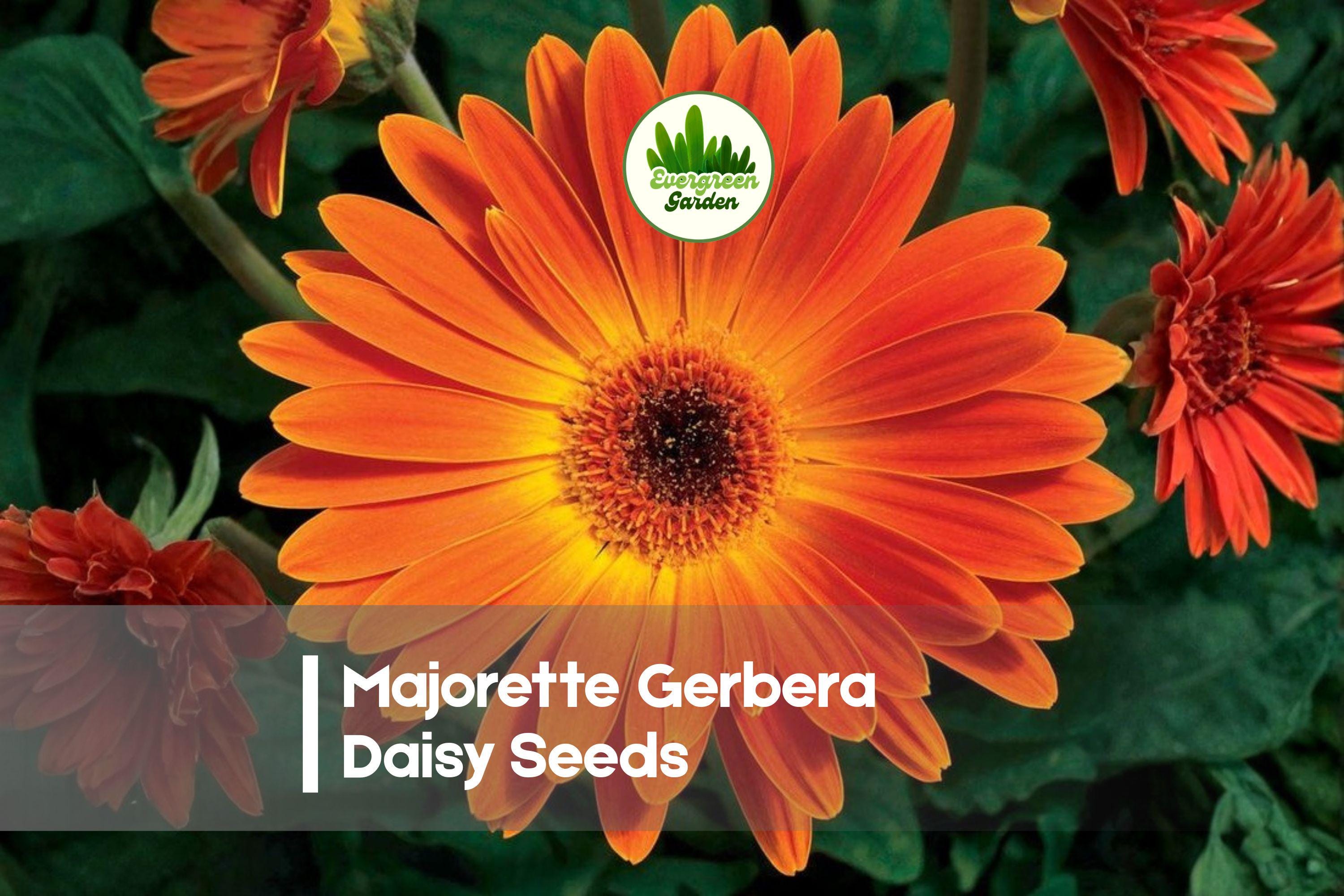 200+ Majorette Gerbera Daisy Seeds | Vibrant Colorful Blooms | Gerbera jamesonii Annual for Pots, Borders, Cut Flowers