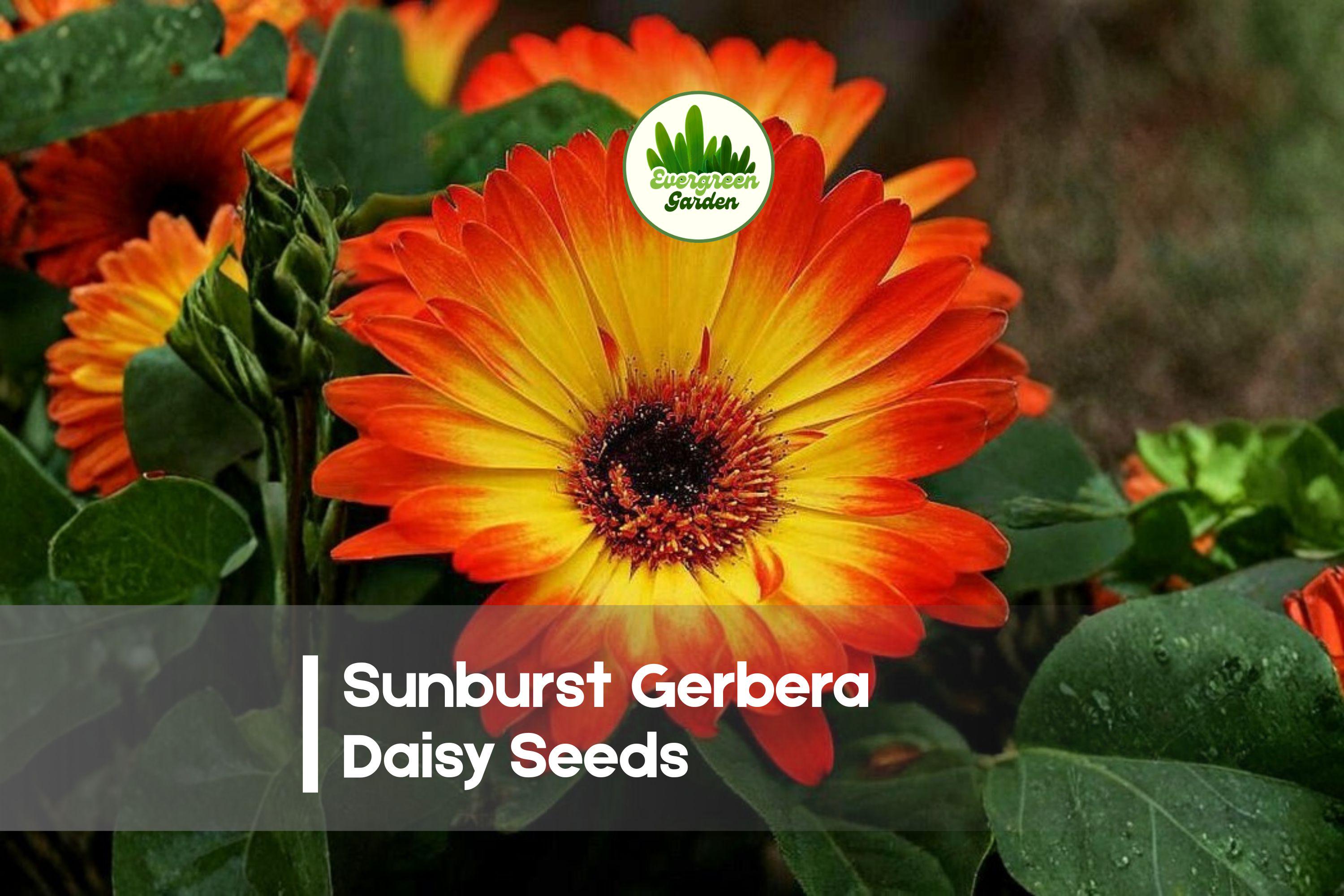 Sunburst Gerbera Daisy Seeds - Bright Colorful Blooms, Large Flowers, Gerbera jamesonii, Perfect for Pots & Borders