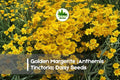 Golden Margerite Daisy Seeds – Anthemis Tinctoria Perennial, Bright Yellow Blooms, Drought-Tolerant, Pollinator-Friendly, 200+ Seeds