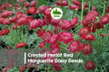 200+ Crested Merlot Red Marguerite Daisy Seeds | Argyranthemum spp. | Vibrant Deep Red Blooms | Annual Flower Seeds for Garden, Pots & Borders