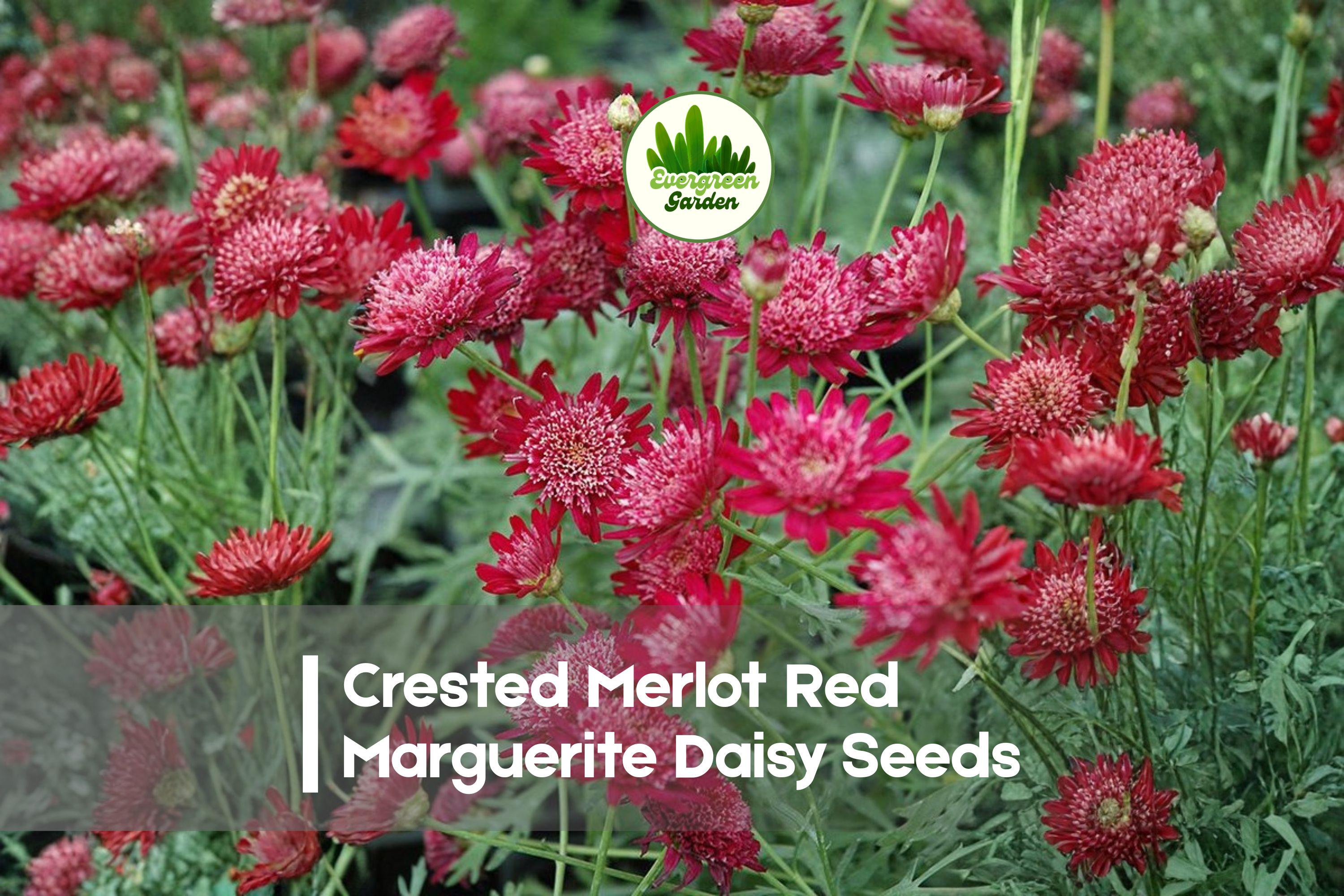 200+ Crested Merlot Red Marguerite Daisy Seeds | Argyranthemum spp. | Vibrant Deep Red Blooms | Annual Flower Seeds for Garden, Pots & Borders