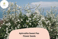 Aphrodite Sweet Pea Seeds – White Climbing Flower, 50+ Seeds, Lathyrus odoratus, Garden Vine for Trellis & Cut Flowers