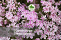 Candy Stripe Phlox Seeds – Pink & White Striped Blooms, 100 Seeds, Annual, Phlox drummondii, Pollinator-Friendly, Borders & Containers