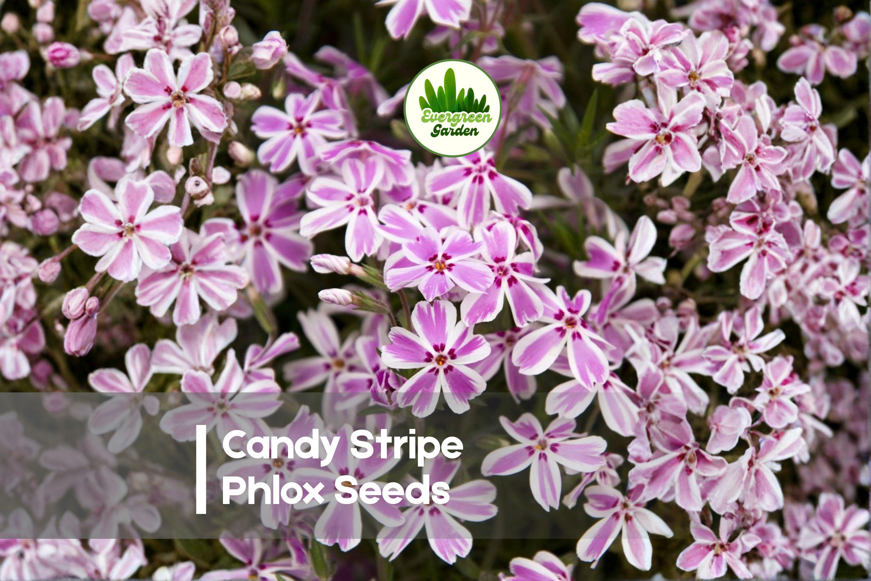 Candy Stripe Phlox Seeds – Pink & White Striped Blooms, 100 Seeds, Annual, Phlox drummondii, Pollinator-Friendly, Borders & Containers
