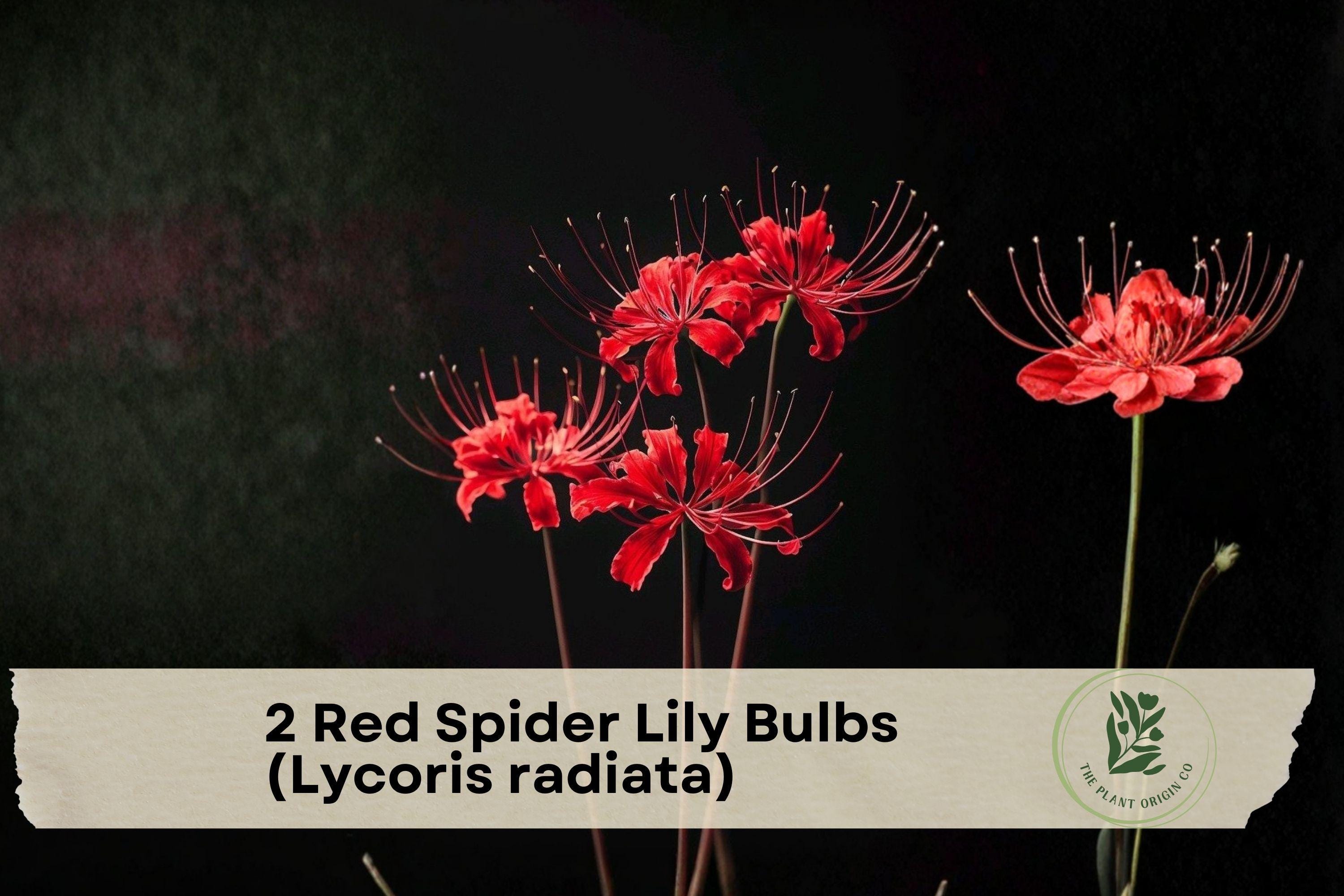Red Spider Lily Bulbs (Lycoris radiata) – 2 Pack, Vibrant Red Flowering Bulbs for Garden Beds, Borders & Landscape
