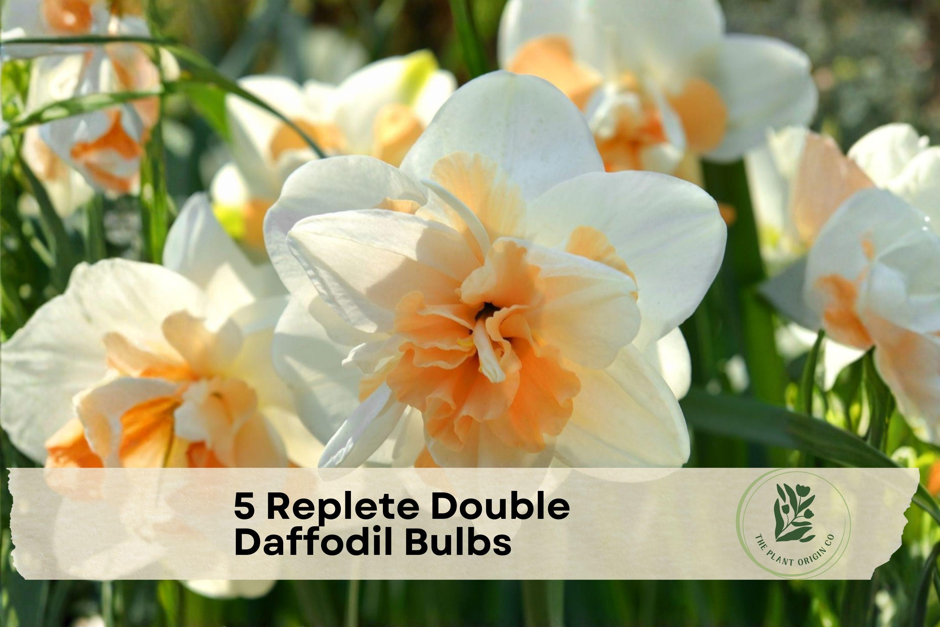 Replete Double Daffodil Bulbs, Narcissus ‘Replete’, Spring Blooming, Peach & White Flowers, 5 Pack