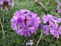 Moss Verbena Seeds - Heirloom Non-GMO Ground Cover Flower, Verbena tenuisecta, Vivid Blooms, Container & Border Planting