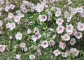 Rose of Sharon Seeds – Hardy Hibiscus Shrub for Garden Hedges, Large Blooming Flowers, Hibiscus syriacus, Summer Flowering Plant