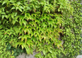 Boston Ivy Seeds – Fast Growing Climbing Vine with Red Fall Foliage, Parthenocissus tricuspidata, for Walls, Fences & Structures