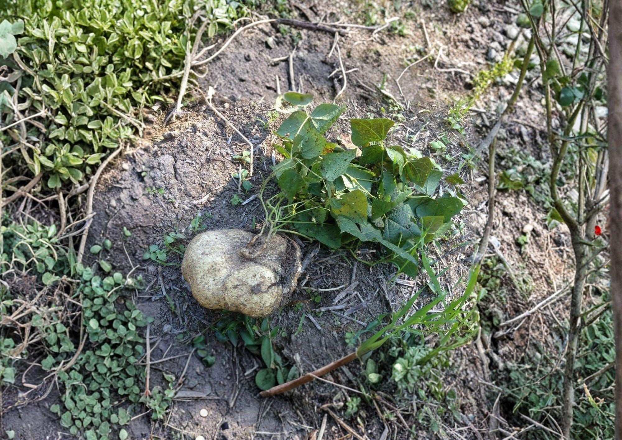 True Jicama Seeds - Climbing Vine with Crunchy, Sweet Roots - Pachyrhizus erosus, Tropical Root Vegetable, 10 Seeds