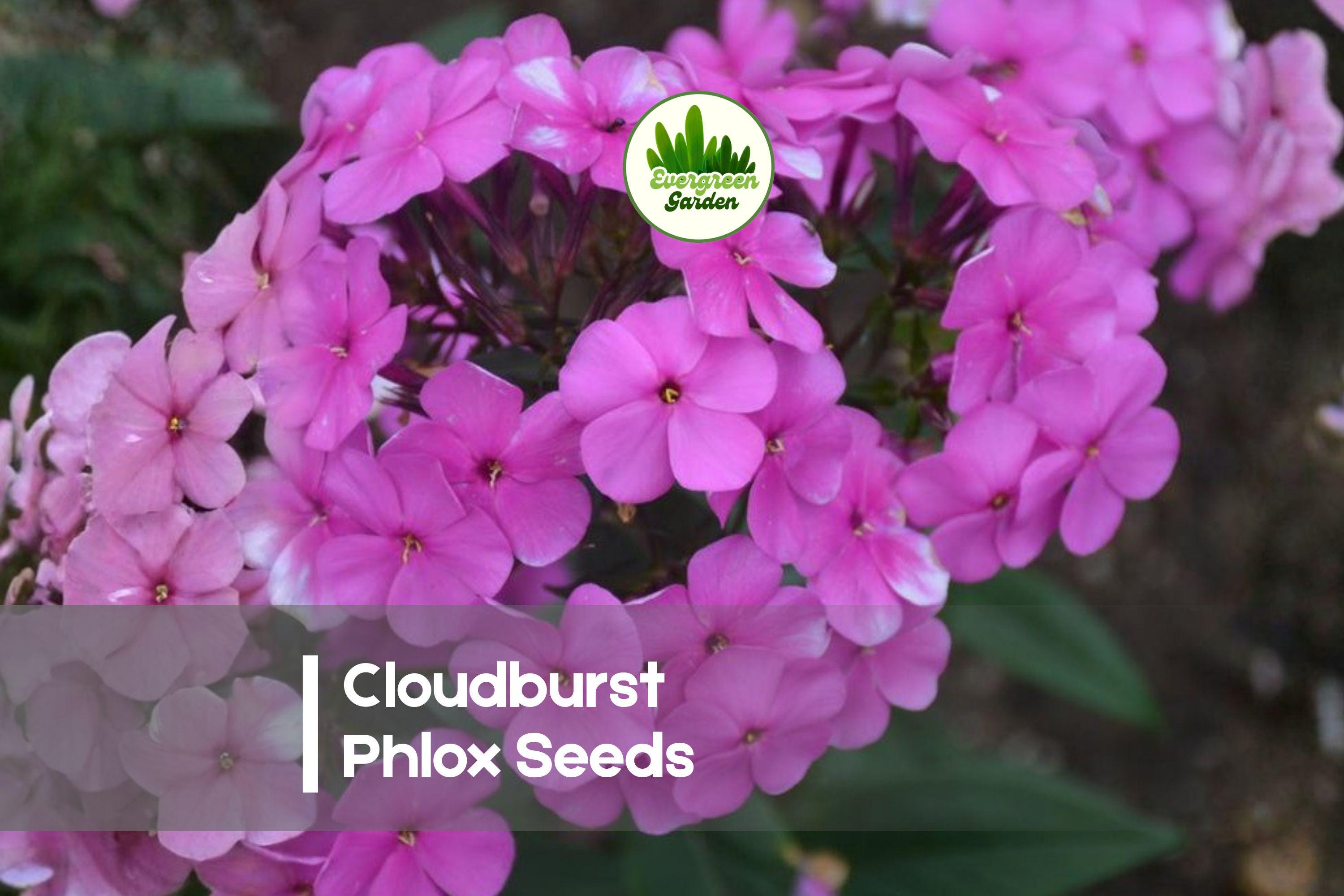 Cloudburst Phlox Seeds – 100 Lavender Pink Rose Blooms, Compact Annual, Phlox drummondii, Pollinator-Friendly, Easy to Grow